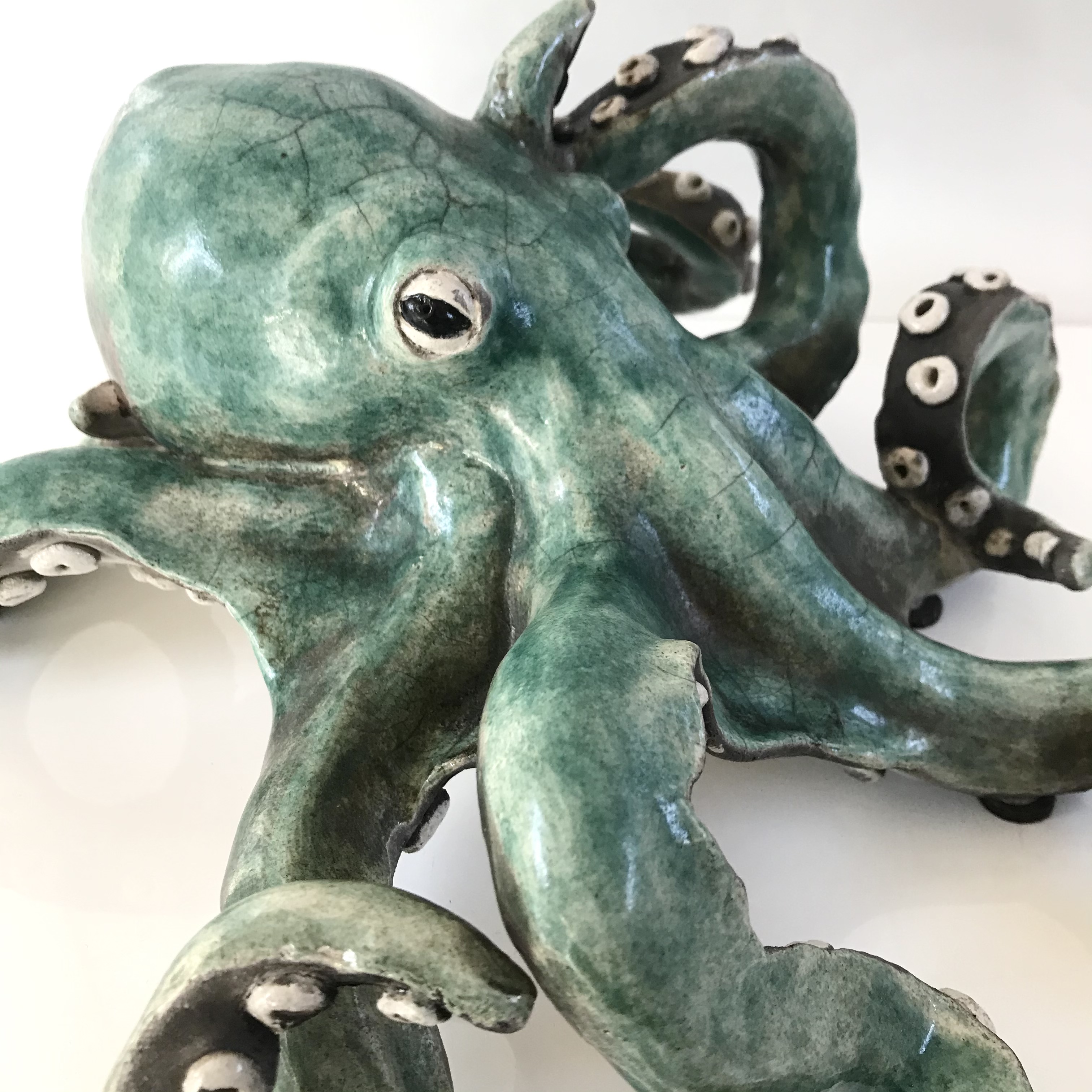 octopus